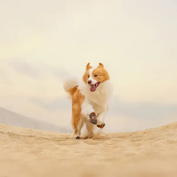 Kahverengi Köpek Ayakkabısı Suya Dayanıklı, Nefes Alabilen - True Love