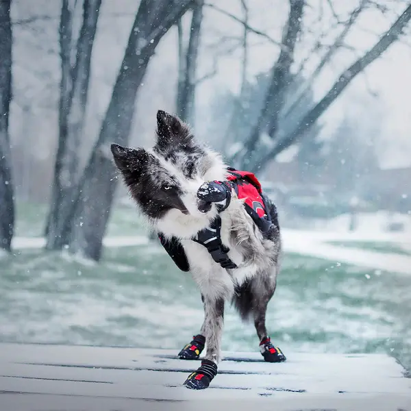 Kırmızı Köpek Ayakkabısı Suya Dayanıklı, Nefes Alabilen -True Love