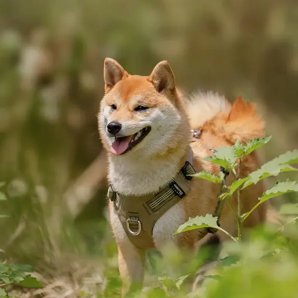 Cordura Kumaşlı, Suya Dayanıklı Asker Yeşili Göğüs Tasması-True Love