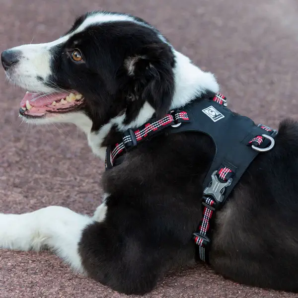 Cordura Kumaşlı, Suya Dayanıklı Siyah Göğüs Tasması-True Love