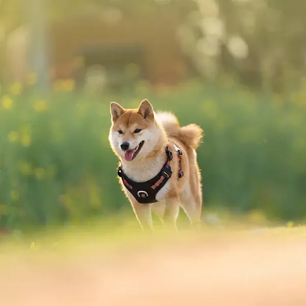 Cordura Kumaşlı, Suya Dayanıklı Siyah Göğüs Tasması-True Love