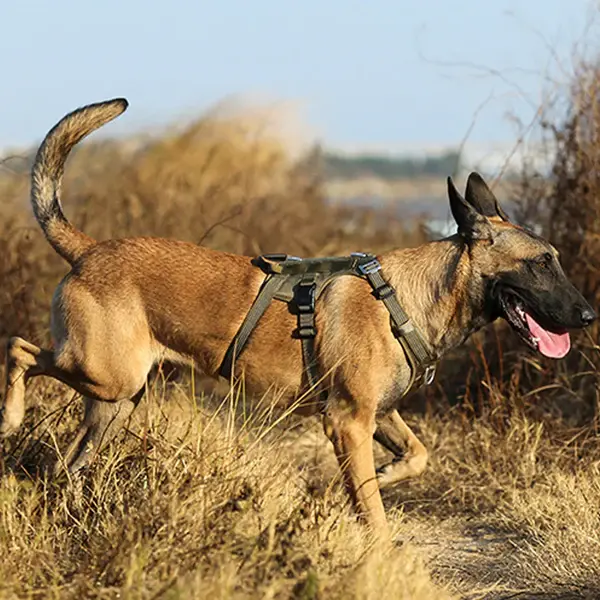 Tactical Asker Yeşili Köpek Göğüs Tasması