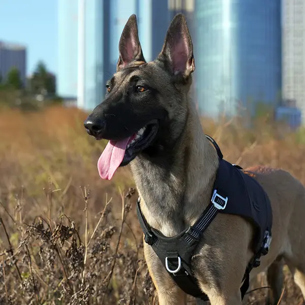 Cordura Kumaşlı, Cepli Siyah Göğüs Tasması